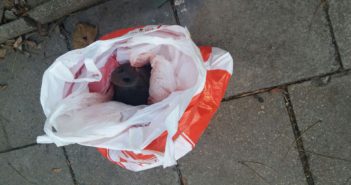 Pred vchod do brnenskej mešity položili bravčovú hlavu